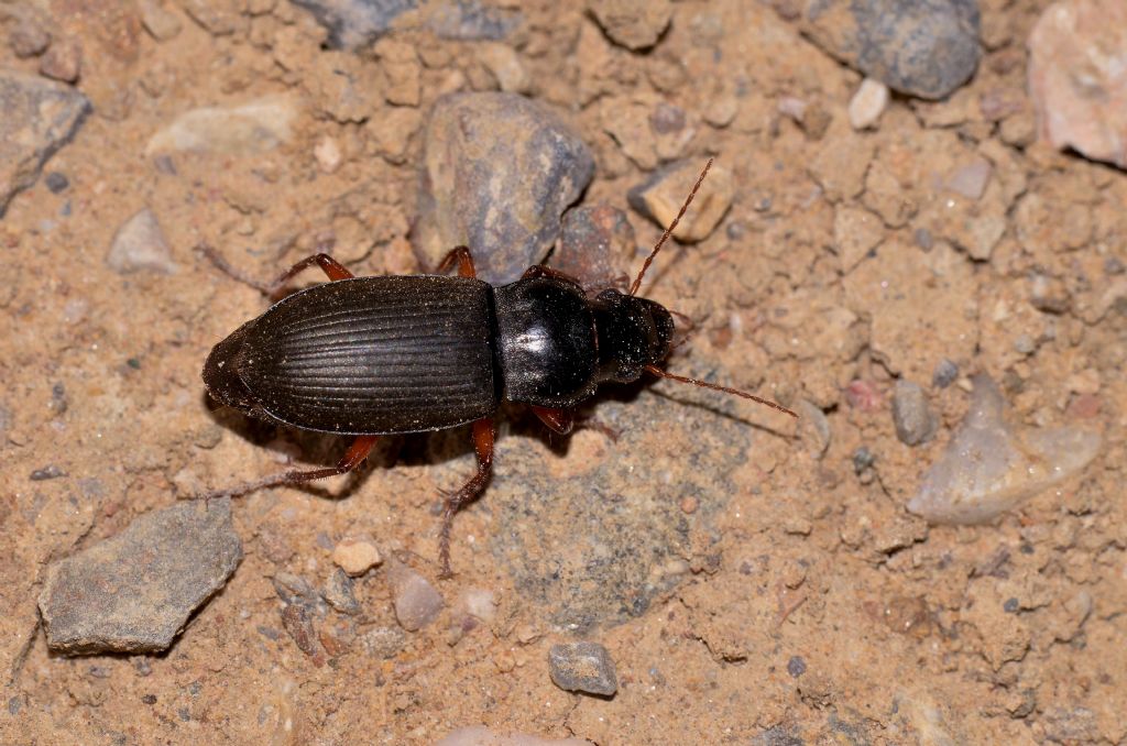 Carabidae: Pseudoophonus rufipes